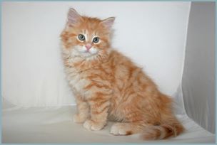 Male Siberian Kitten from Deedlebug Siberians